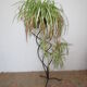 door plants / black wrought iron flowers