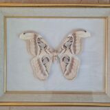 Frame butterfly attacus atlas India