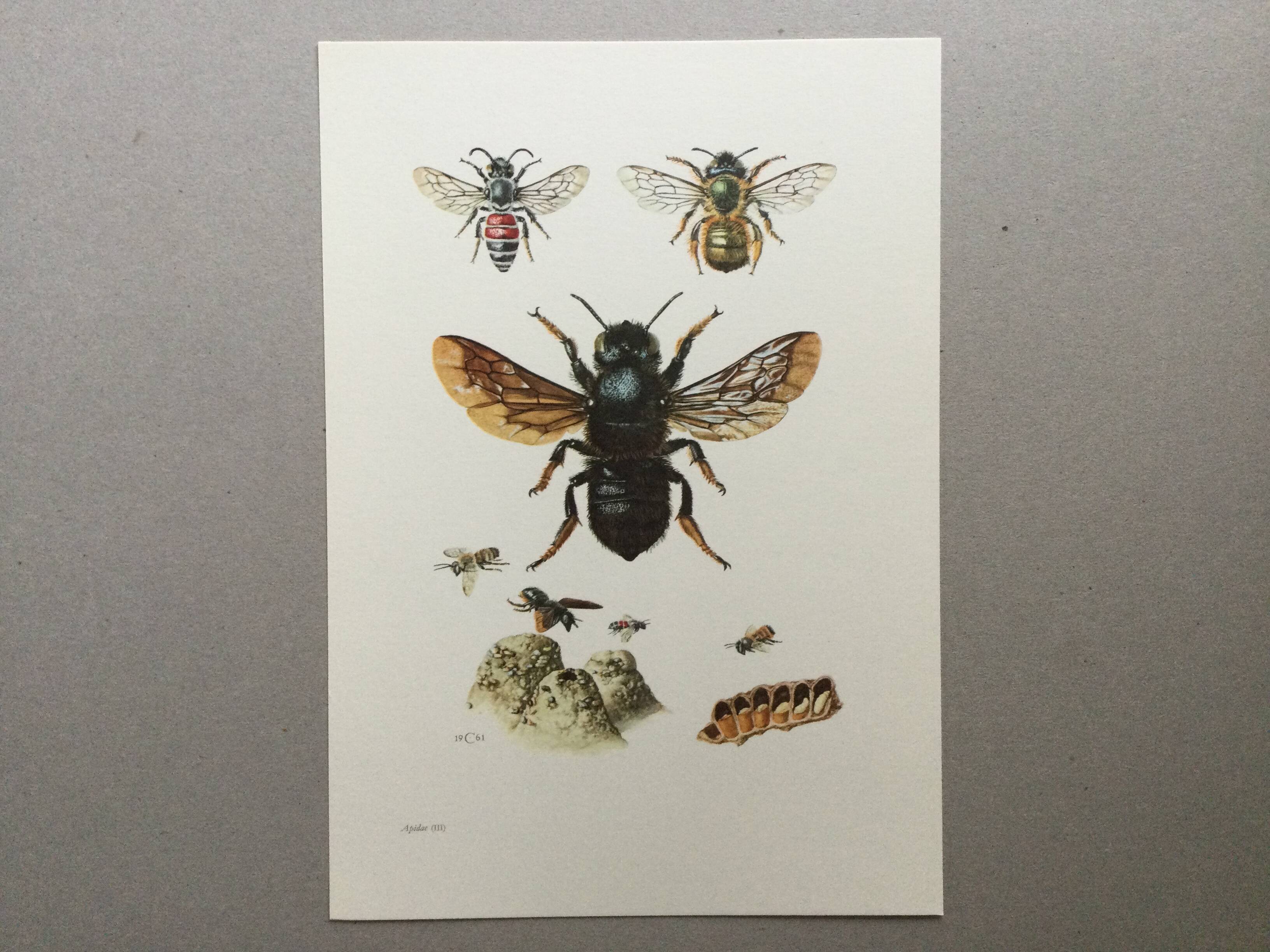 Antique illustration "Insects", Vintage print, 1960s