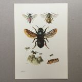 Antique illustration "Insects", Vintage print, 1960s