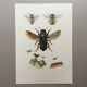 Illustration ancienne "Insectes", années 60