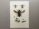 Illustration ancienne "Insectes", années 60
