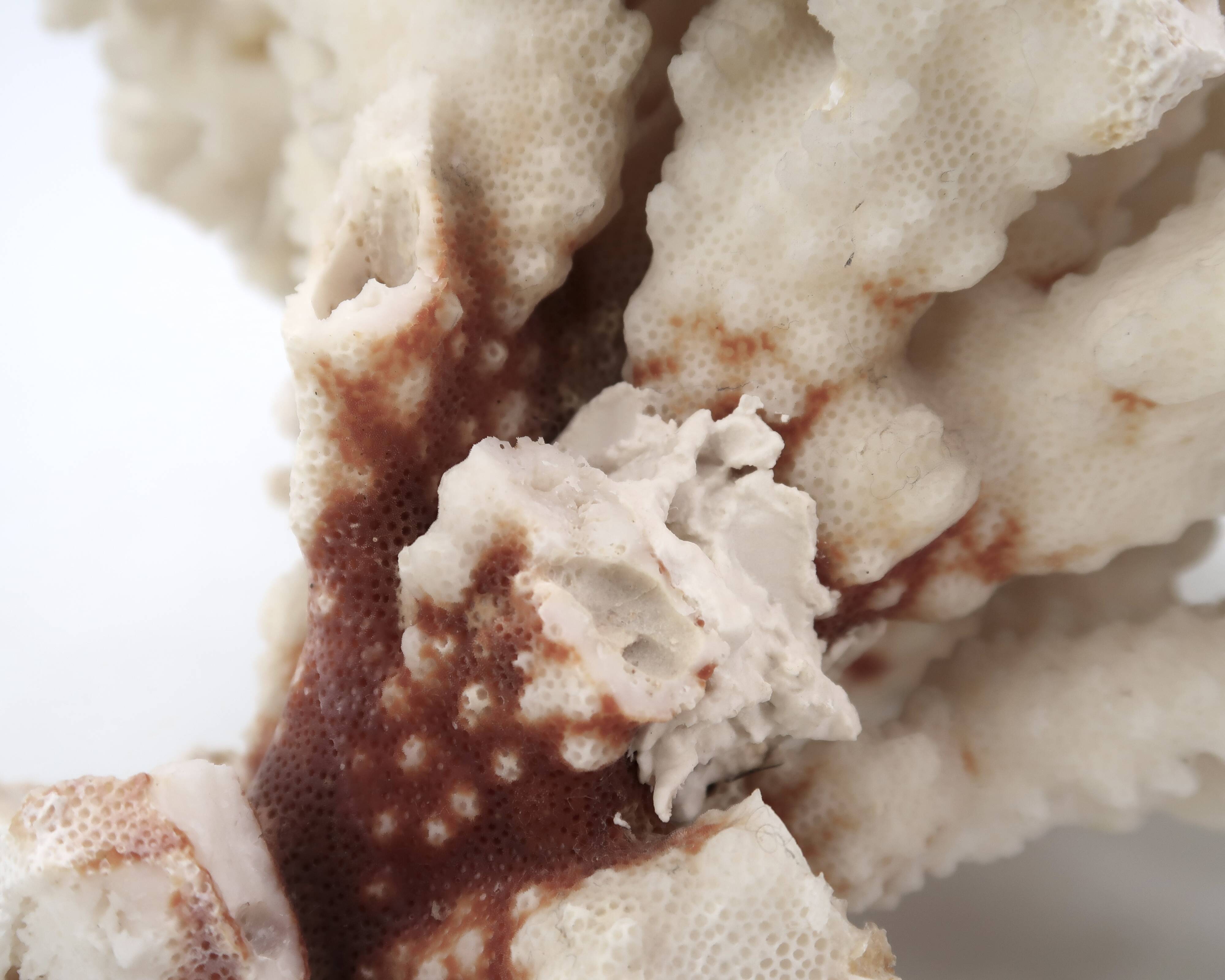 Large white coral, 1970s