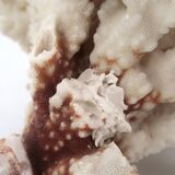 Large white coral, 1970s