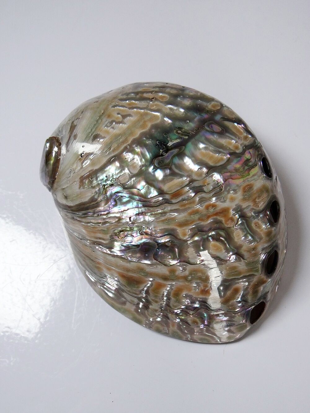 Large polished abalone shell, curiosity item, vintage 20th century.