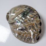 Large polished abalone shell, curiosity item, vintage 20th century.