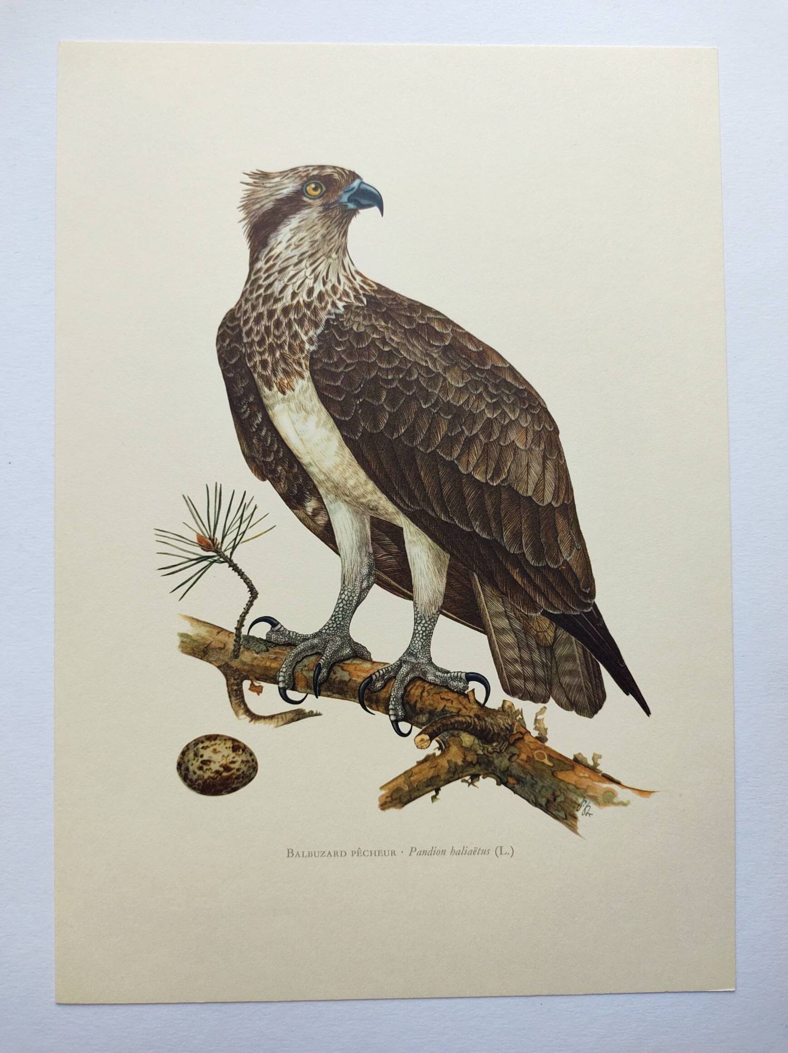 Old bird plate from the 1960s - Osprey - Zoology and ornithology illustration