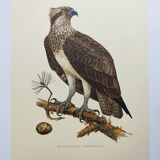 Old bird plate from the 1960s - Osprey - Zoology and ornithology illustration