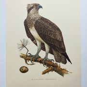 Old bird plate from the 1960s - Osprey - Zoology and ornithology illustration