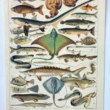 Gravure ancienne 1898, Poissons 2, animaux marins • Lithographie, illustration originale