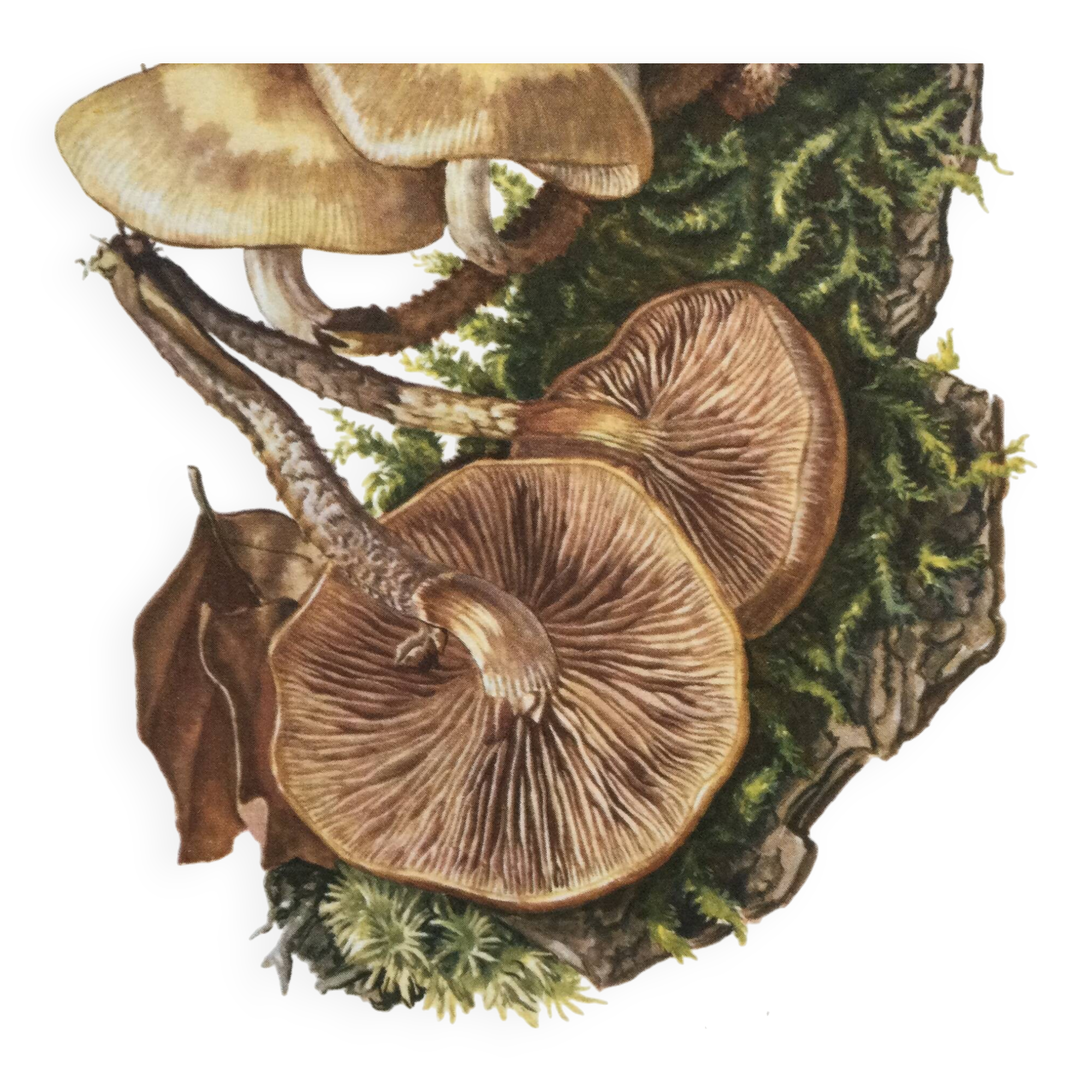 Botanical Illustration Mushrooms Pholiotidae Vintage Print 60s