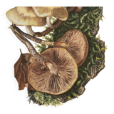 Botanical Illustration Mushrooms Pholiotidae Vintage Print 60s