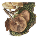 Botanical Illustration Mushrooms Pholiotidae Vintage Print 60s