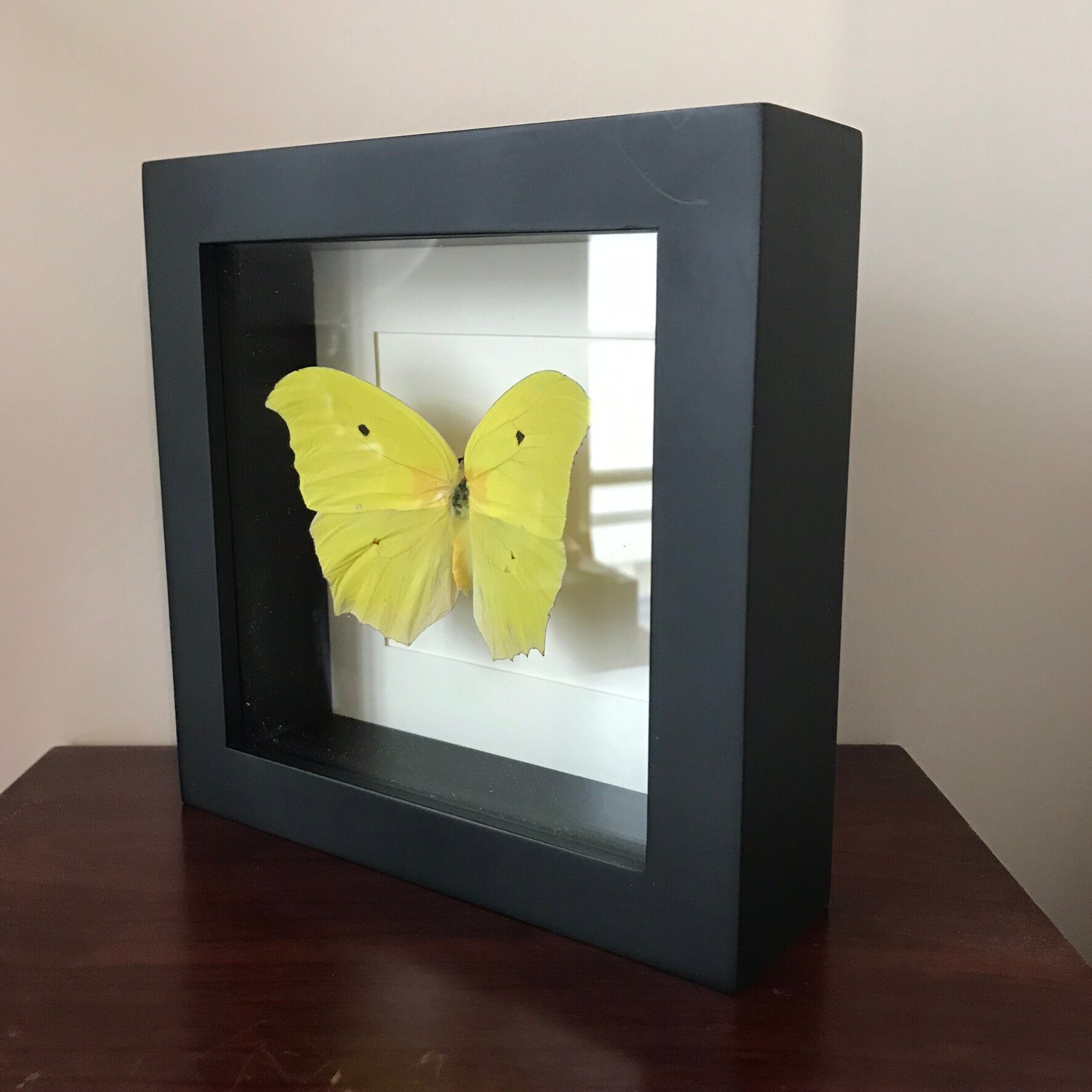 Papillion Phoebis Argante Frame 16 x 16