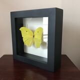 Papillion Phoebis Argante Frame 16 x 16