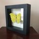 Papillion Phoebis Argante Frame 16 x 16