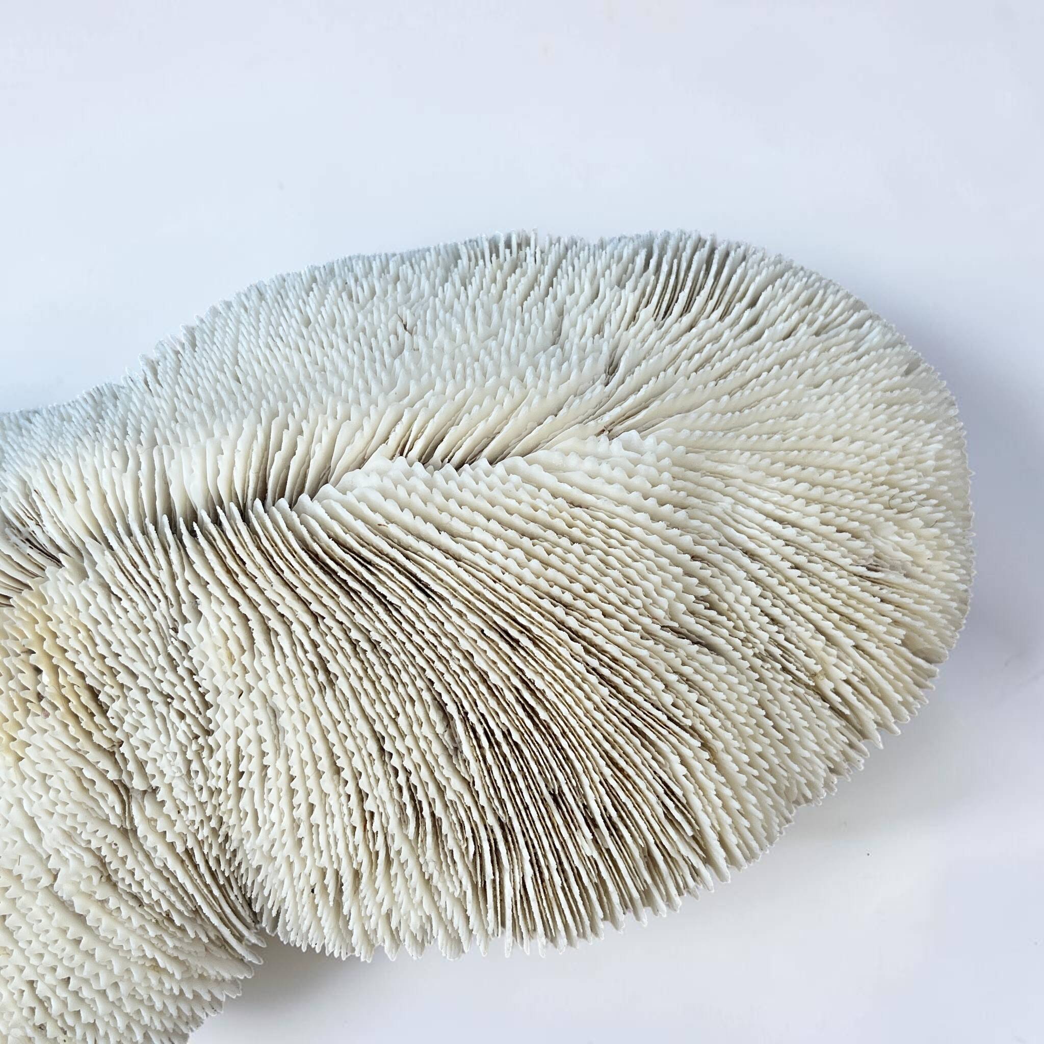 Grand corail blanc ancien à lamelles  coussin de requin 31 cm