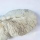 Grand corail blanc ancien à lamelles  coussin de requin 31 cm