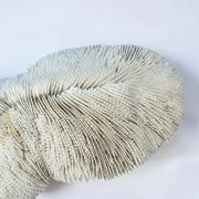 Large ancient white coral with lamellae, shark cushion 31 cm