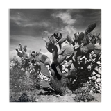 Photographie ancienne noir et blanc argentique début XXe