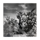 Old black and white silver photography early twentieth century