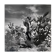 Old black and white silver photography early twentieth century