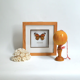 Corail Blanc