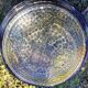 cobalt blue glass bowl with round lenses