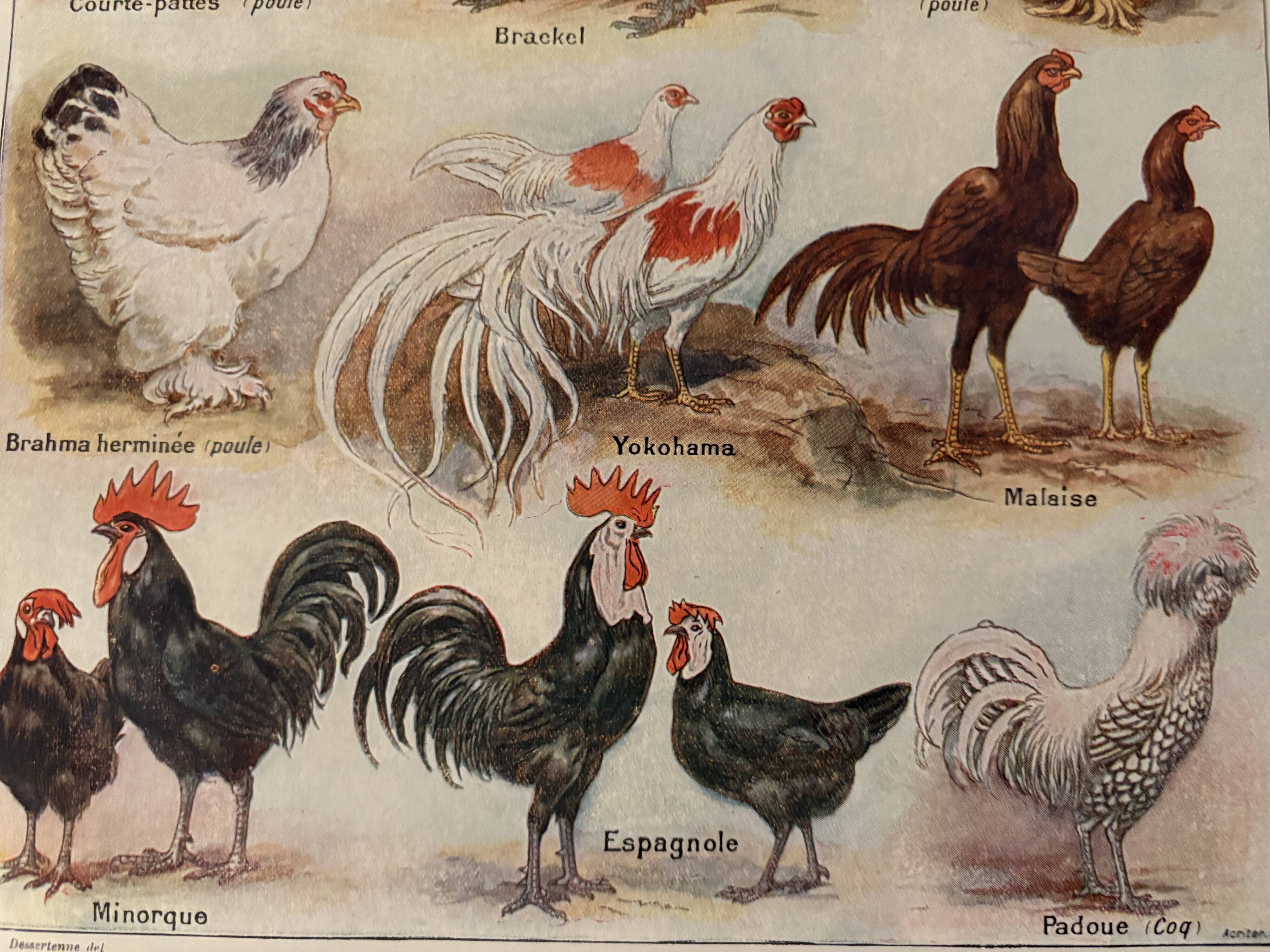 Illustrated plate on chickens (XXXV) - 1920