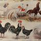 Illustrated plate on chickens (XXXV) - 1920