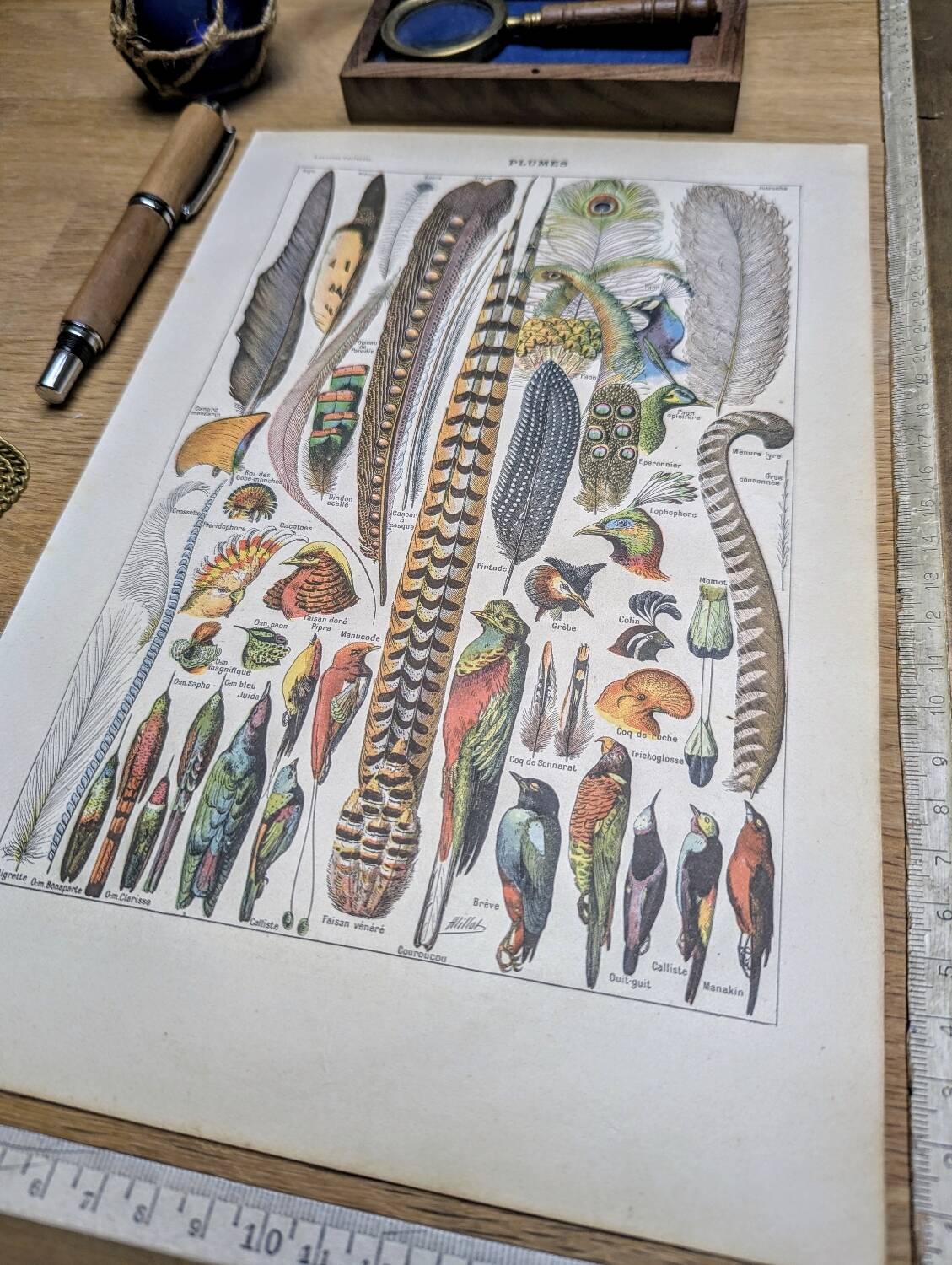 Printed in 1924, the feathers. Old naturalist illustration.