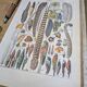 Printed in 1924, the feathers. Old naturalist illustration.