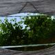 Old beveled mirror 39x69cm