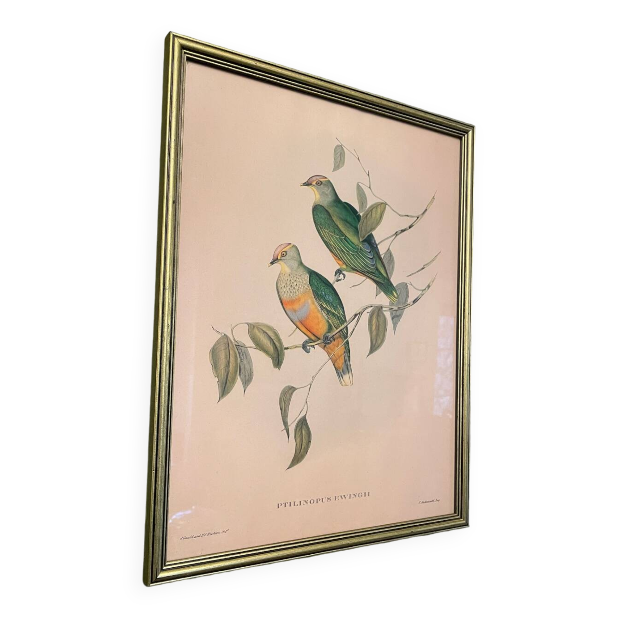 Old lithograph - Ptilinopus Edwingh