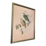 Old lithograph - Ptilinopus Edwingh