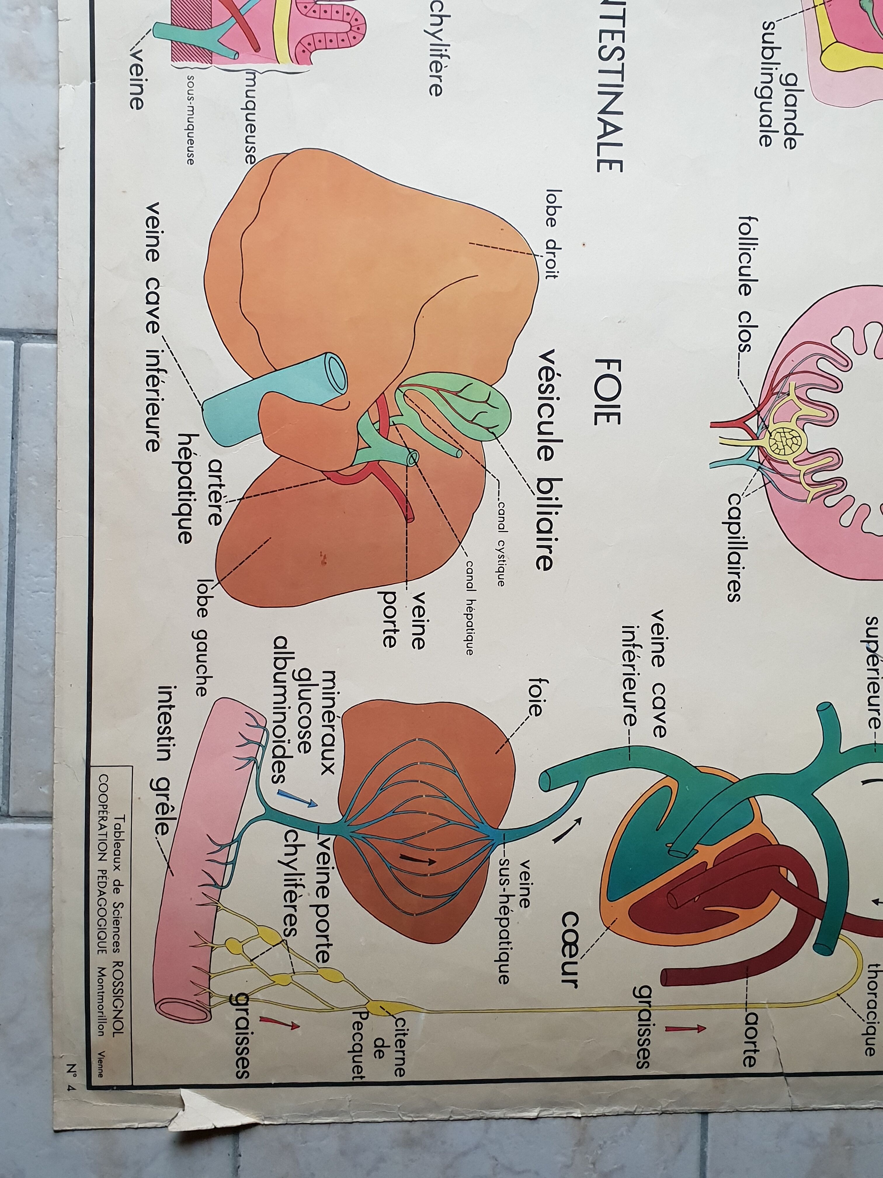 School poster Nightingale N ° 3 the teeth N ° 4 the Digestion