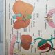 School poster Nightingale N ° 3 the teeth N ° 4 the Digestion