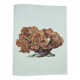 Old board -Échinopore- Vintage illustration from 1970 - Ocean coral
