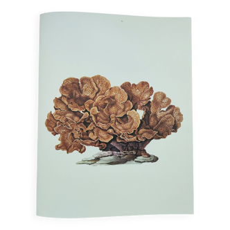 Planche ancienne -Échinopore- Illustration  vintage de 1970 - corail d' Océan