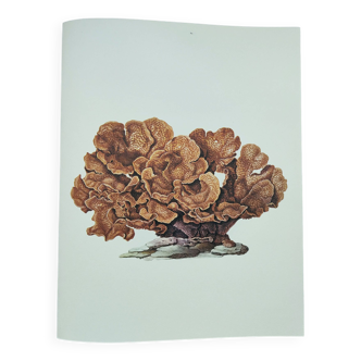 Old board -Échinopore- Vintage illustration from 1970 - Ocean coral