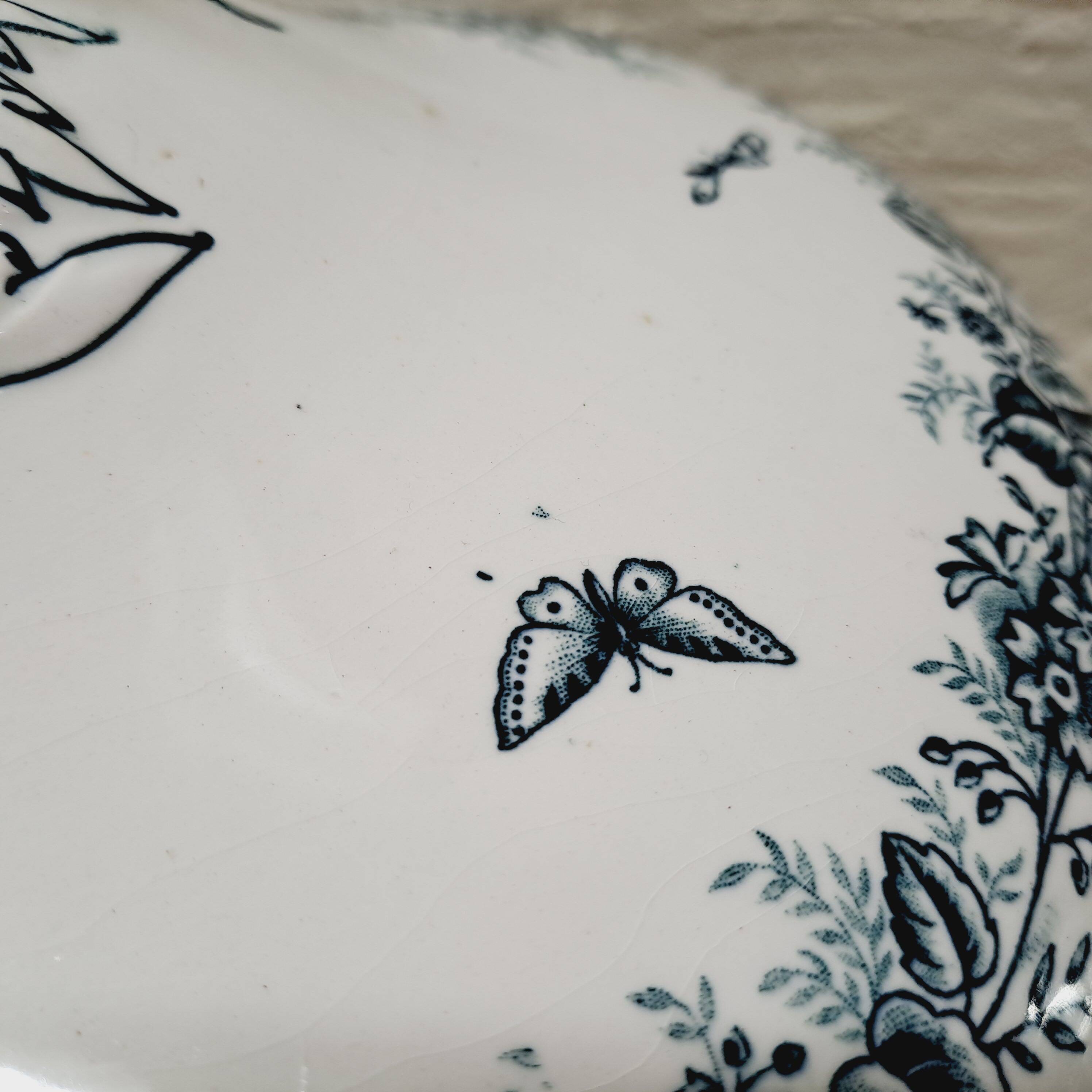 Vegetable Terre de Fer Onaing