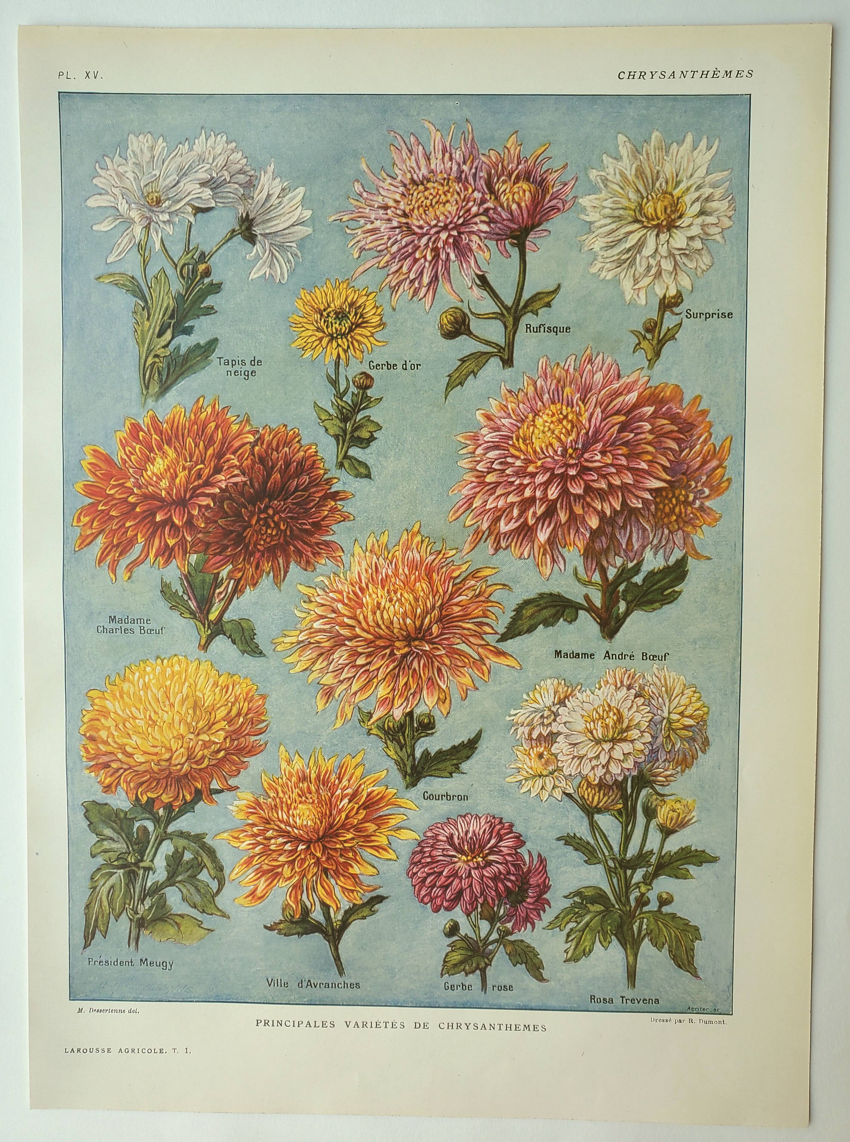 Old engraving 1922, Chrysanthemums, varieties, botany, flowers • Lithograph, Original plate