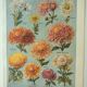 Old engraving 1922, Chrysanthemums, varieties, botany, flowers • Lithograph, Original plate