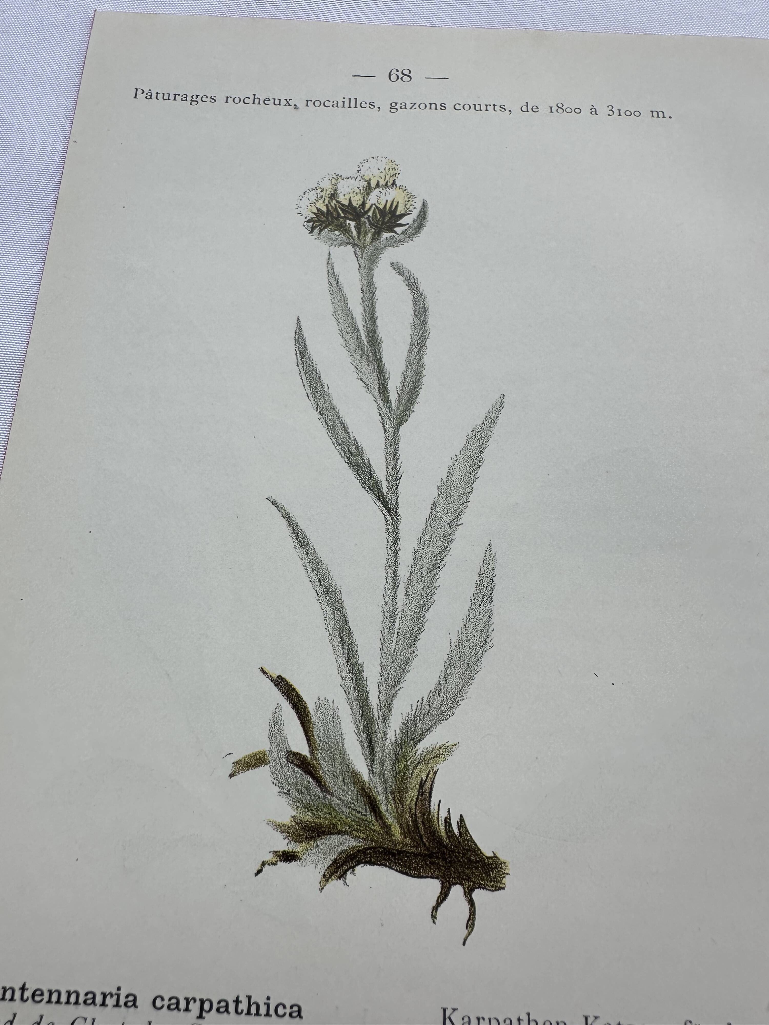Old botanical engraving France double-sided