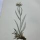 Old botanical engraving France double-sided