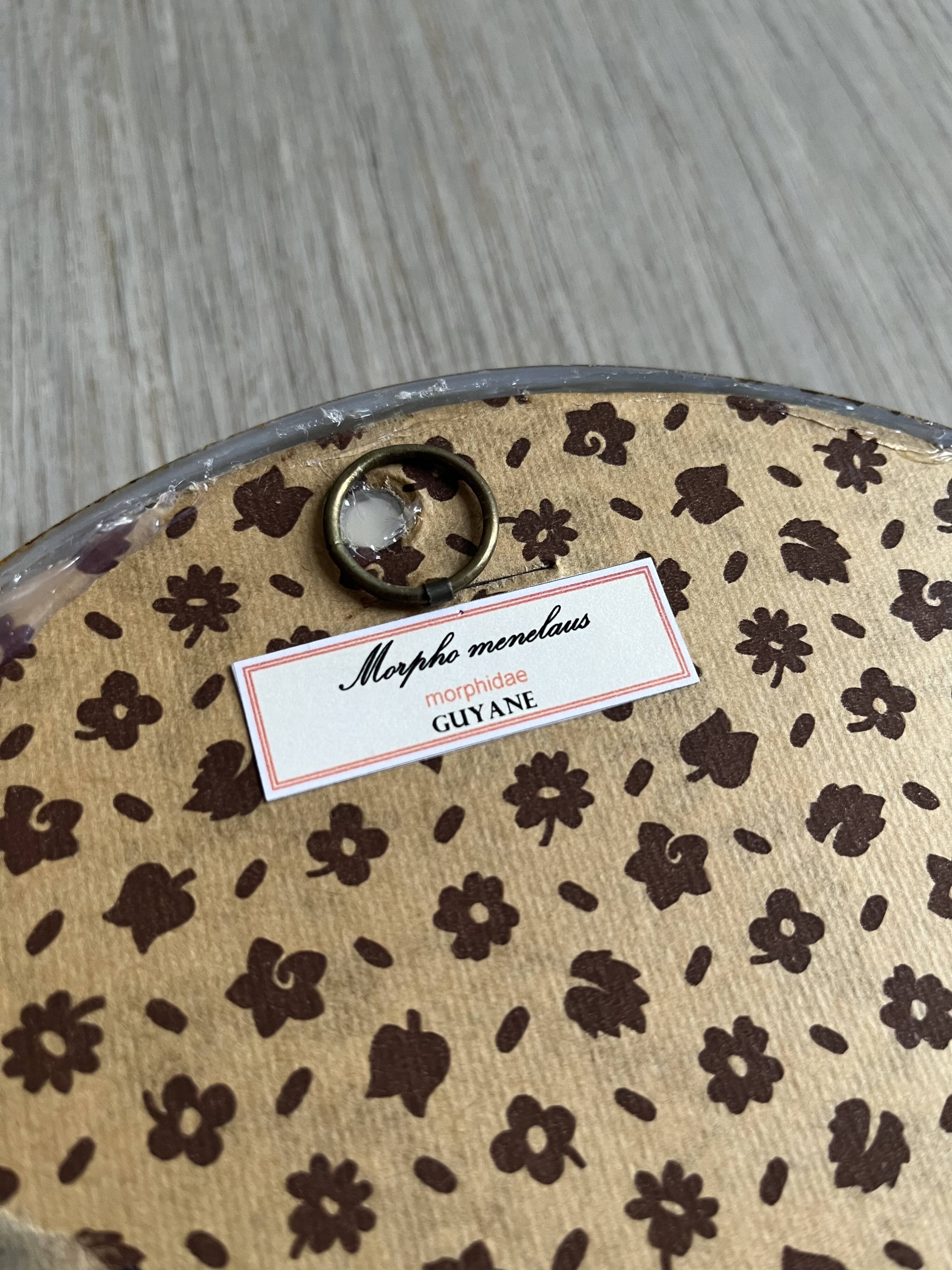 Butterfly domed glass frame "Morpho menelaus"