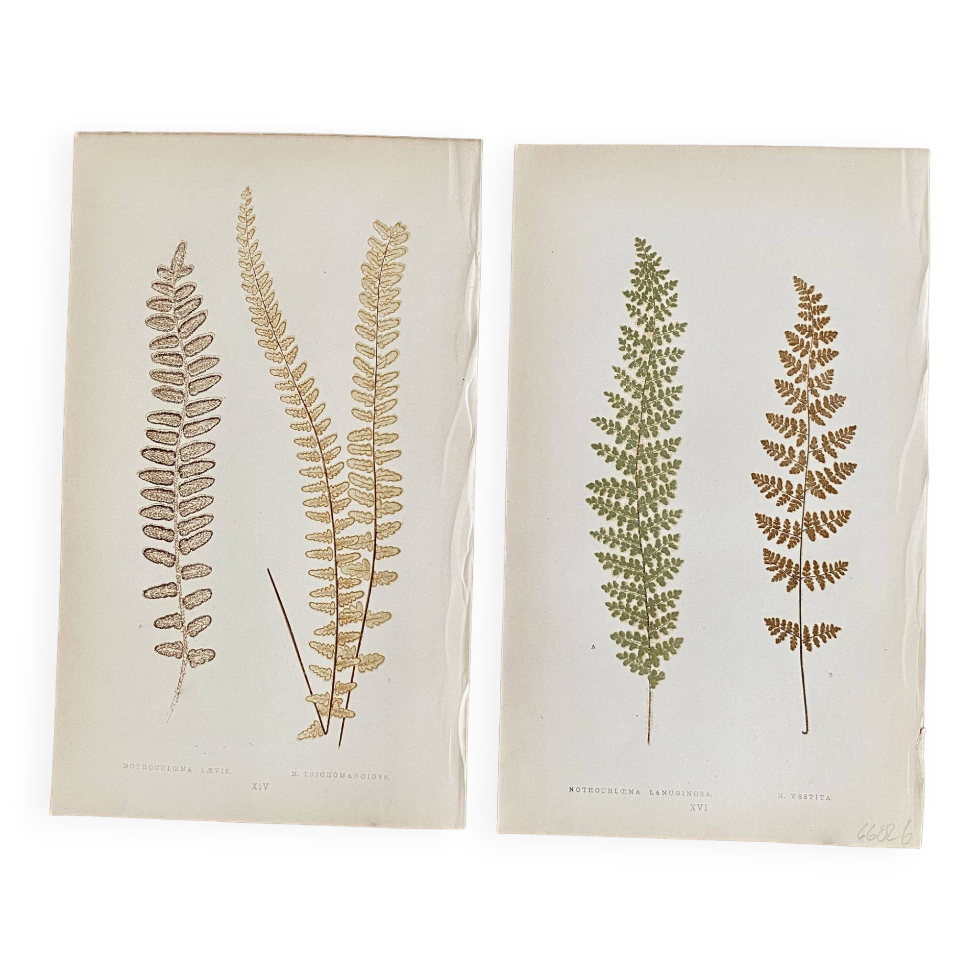 Duo planches botaniques 1861, Ed. Angleterre
