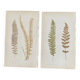 Duo planches botaniques 1861, Ed. Angleterre