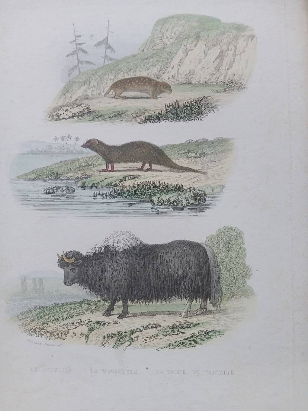 Poster - old zoological engraving - souslik/mongoose/cow (mid 19th century)