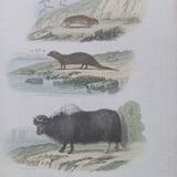 Poster - old zoological engraving - souslik/mongoose/cow (mid 19th century)